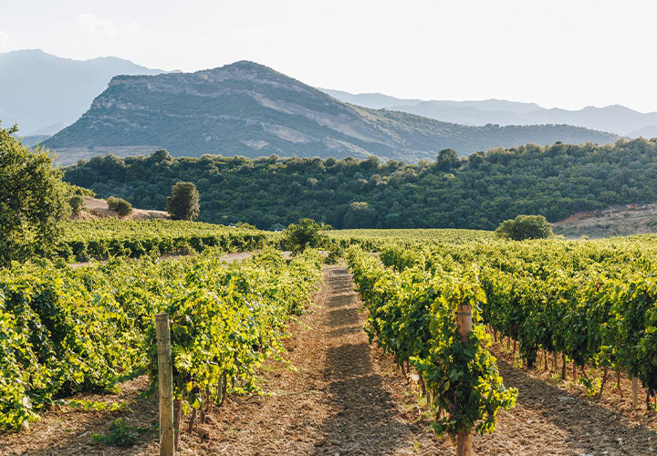 Domaine Clos Santini Vignerons-Corsicans